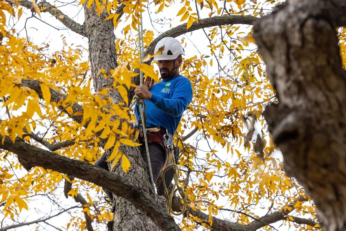 Skilled Tree Trimming crew working in Cranberry Lake